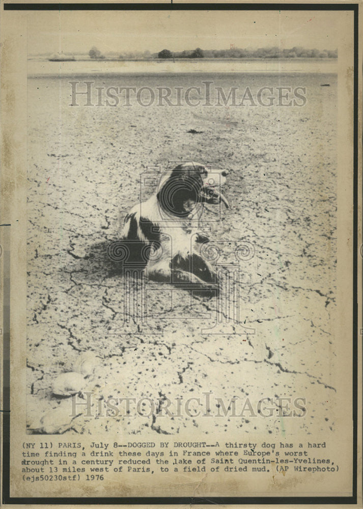 1976 Press Photo France Europe Saint Quentin Les Yvelines Paris Dogged Drink - Historic Images