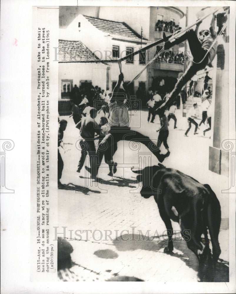 1965 Press Photo Alcochete Portugal fancy wire horned bull Scrambull Annual - Historic Images