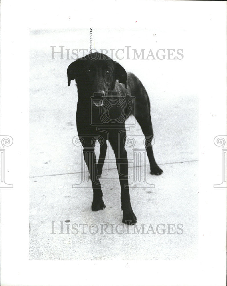 1985 Press Photo Blackie, female lab needs a family - Historic Images