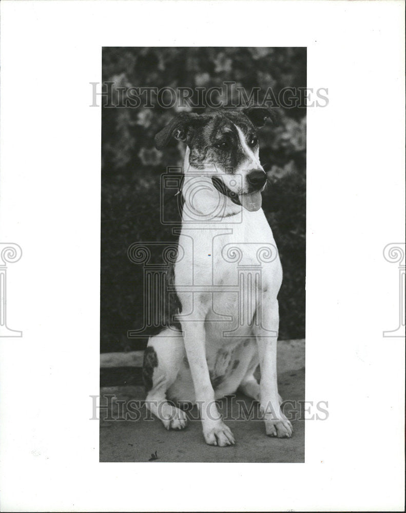 1985 Press Photo Blossom Hound Terrier Friends Of Strays - Historic Images