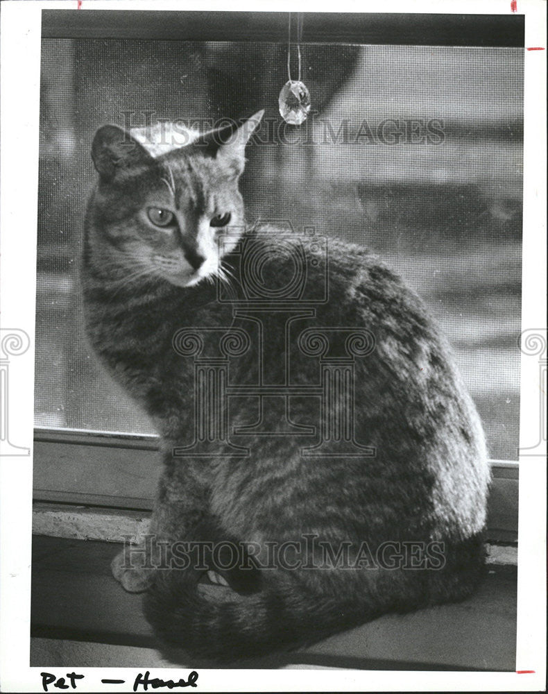 1985 Press Photo Missy female tabby Strays friend volunteer organization adopt - Historic Images