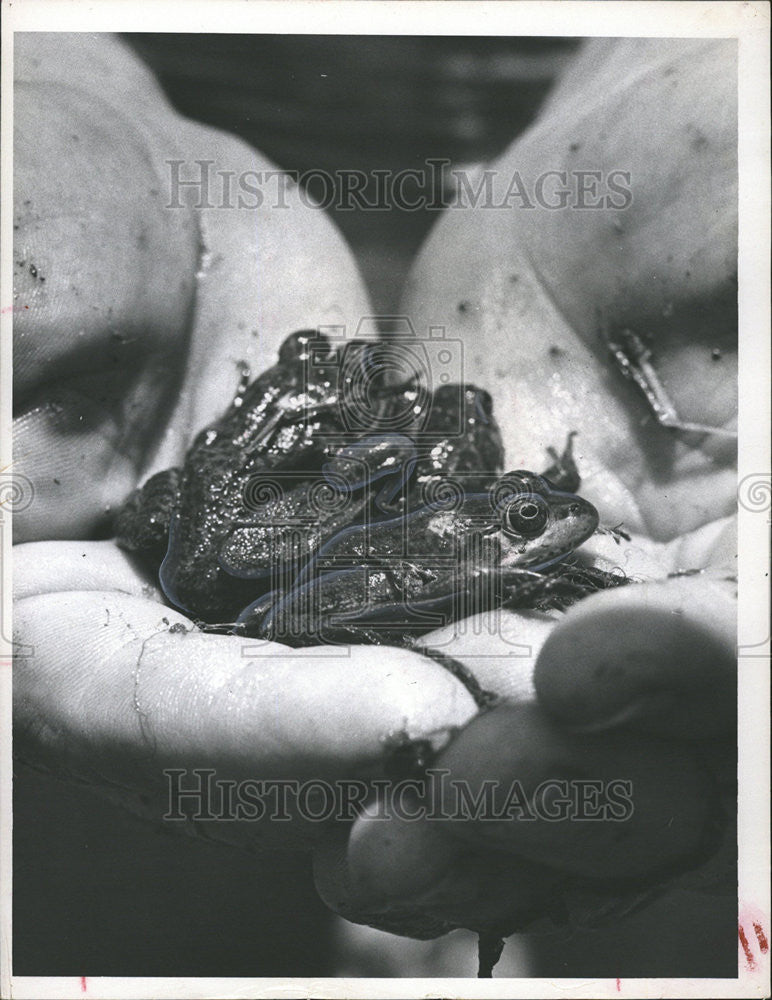 1956 Press Photo Baby Frogs In Hands - Historic Images