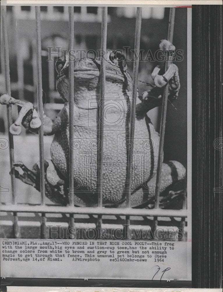 1964 Press Photo Nice Cool Pool frog Color White Brown Gray Green Seve Forest - Historic Images