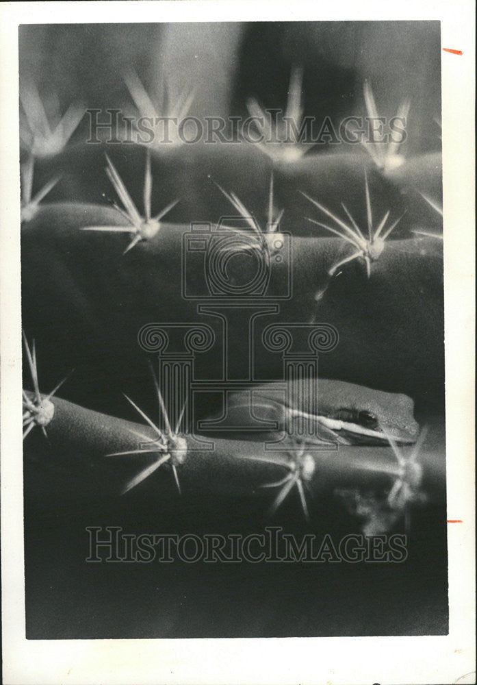 1976 Press Photo rainy season tiny tree frog croaking invitation princess kiss - Historic Images