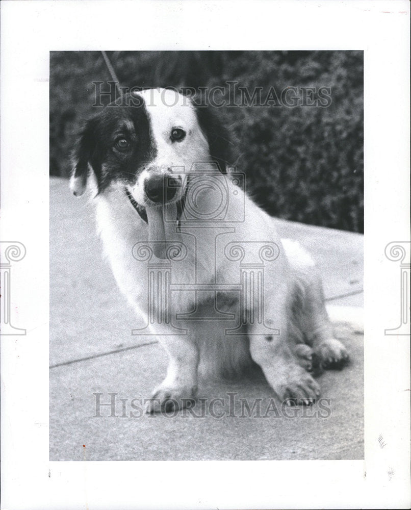 1984 Press Photo Marvin housebroken breed Strays Friends donation neutering - Historic Images