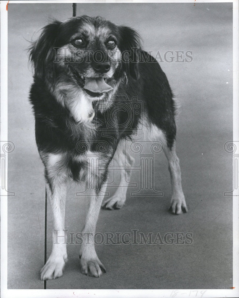 1984 Press Photo Friends Stray Dog Adoption Organization - Historic Images