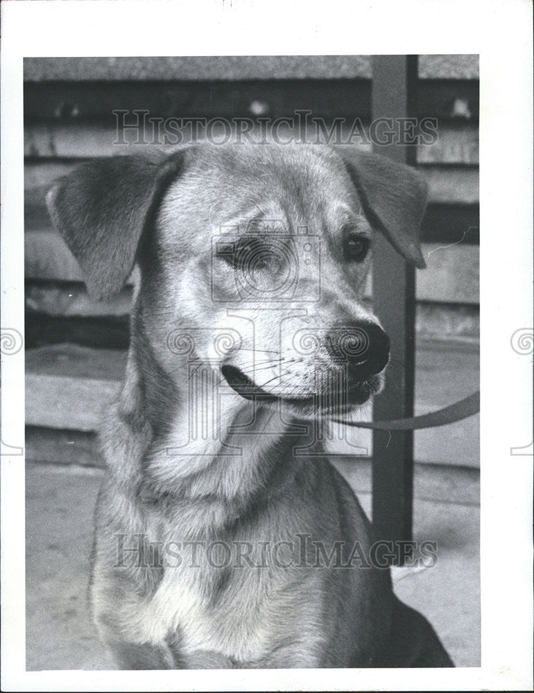 1984 Press Photo Bruno begs kind owner lonely orphan Friends Strays Dog - Historic Images