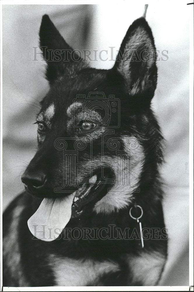 1984 Press Photo Friends Strays Officials Mickey Dog Painting Home - Historic Images