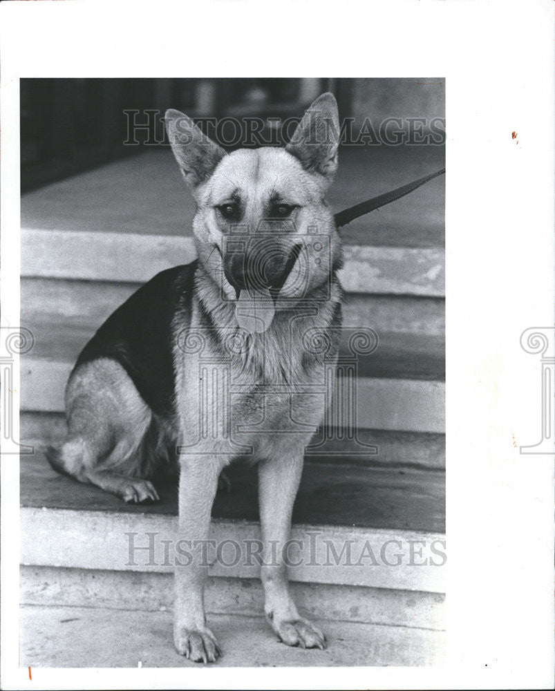 1984 Press Photo German Shepherd Friends Strays Dog Adoption Organization - Historic Images