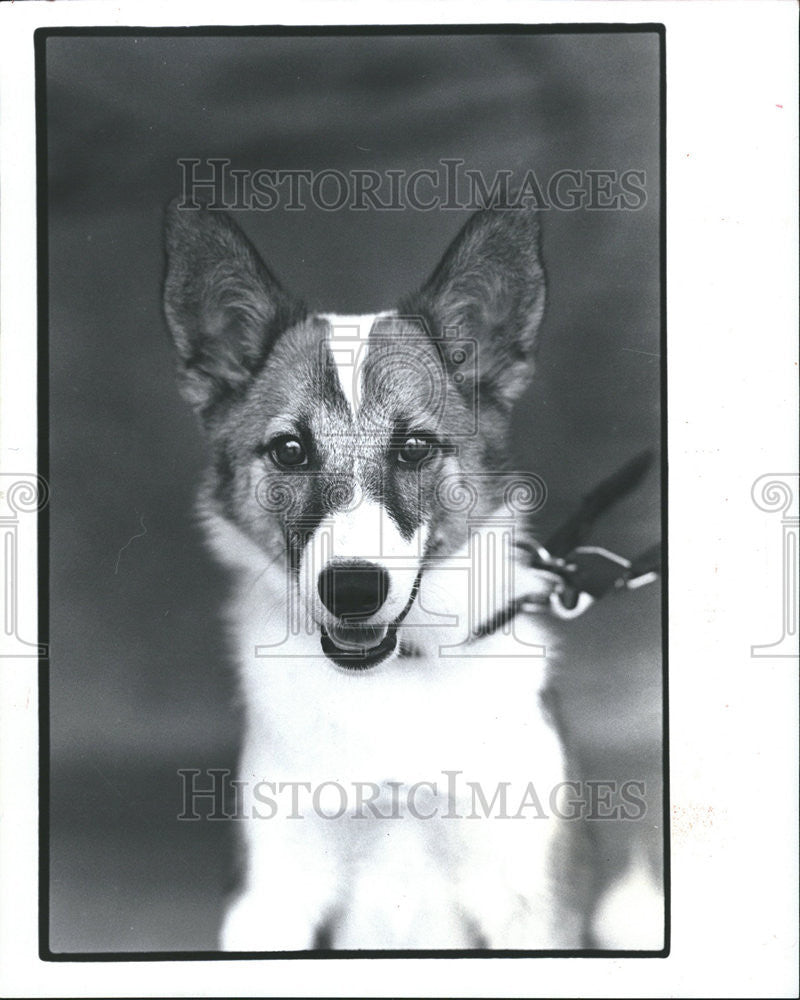 1984 Press Photo Wicker, A 6-Month-Old Shelty Mix - Historic Images