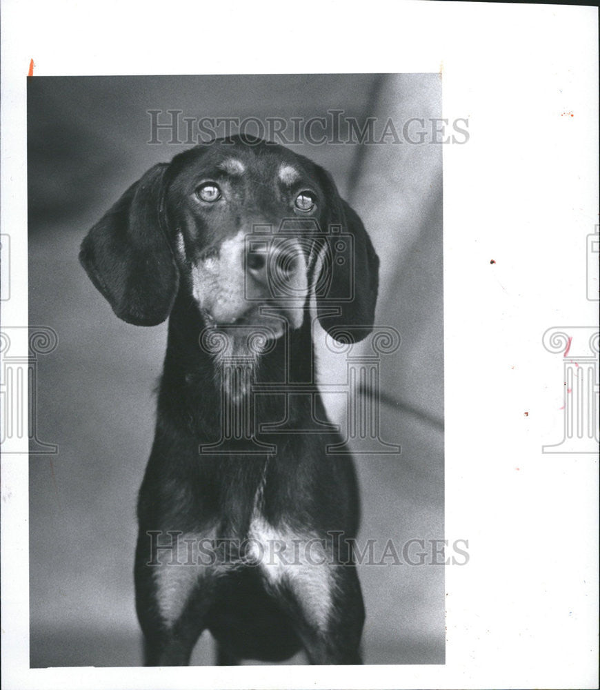 1984 Press Photo Maggie Coon Dog Family Friend Stray Pet Adopt Shot Maurice - Historic Images