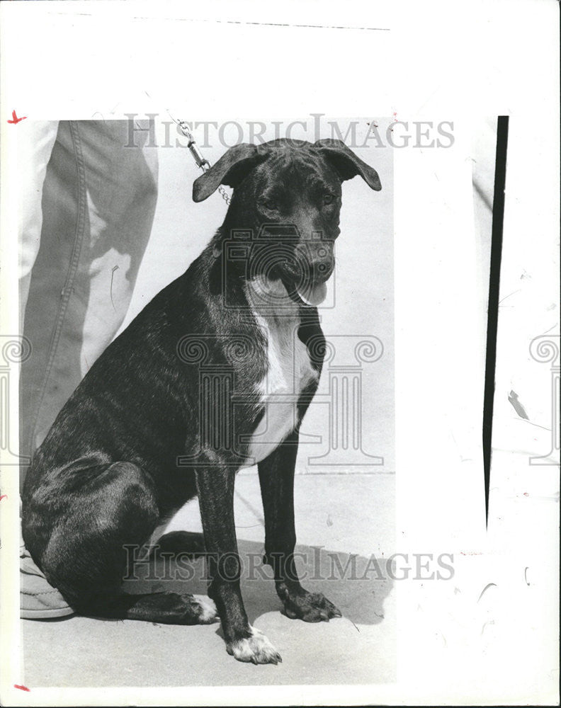 1984 Press Photo Dog adopt St Petersburg SPCA housebroken children volunteer - Historic Images