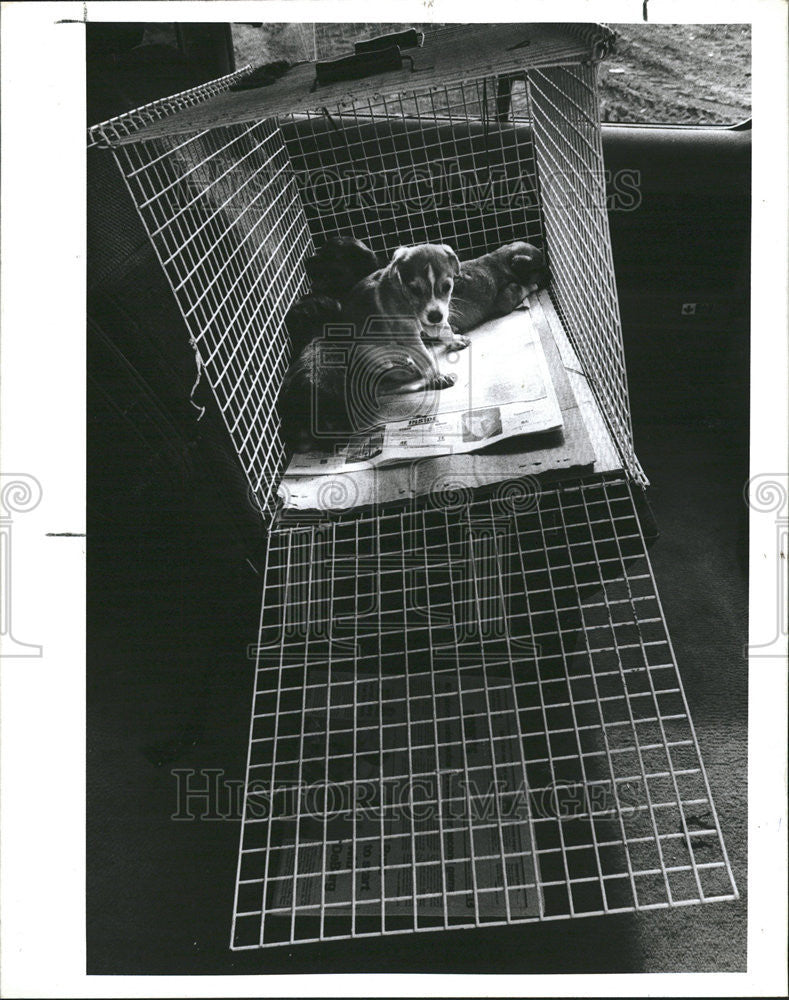 1987 Press Photo Two Straggle Stray Found Friday Morning Dump Lake Maggiore Pup - Historic Images