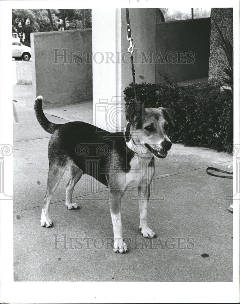 1988 Press Photo Frannie Terrier Beagle Friends Of Strays - Historic Images