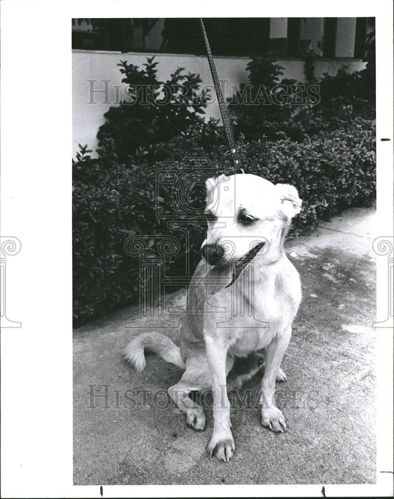 1988 Press Photo Terrier Friends Stray Dog Adoption Organization - Historic Images