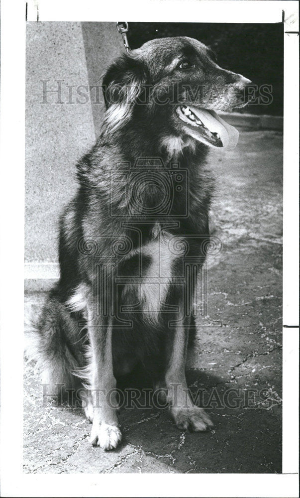 1988 Press Photo Sparkle Home Call Friends Srtays collie German Shepherd Mix Pet - Historic Images