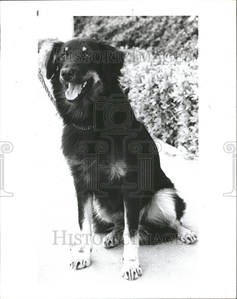 1985 Press Photo Maggie, A Black-And-Beige Collie Mix - Historic Images