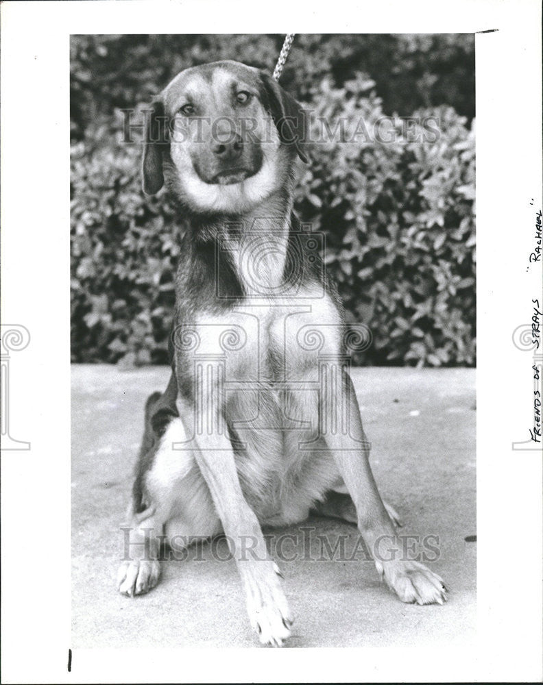 1985 Press Photo Friends Of Strays Rachael - Historic Images