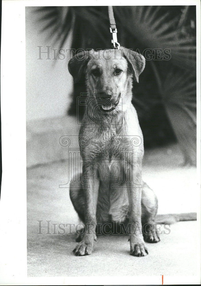 1986 Press Photo Pumpkin Dog Friends Of Strays - Historic Images