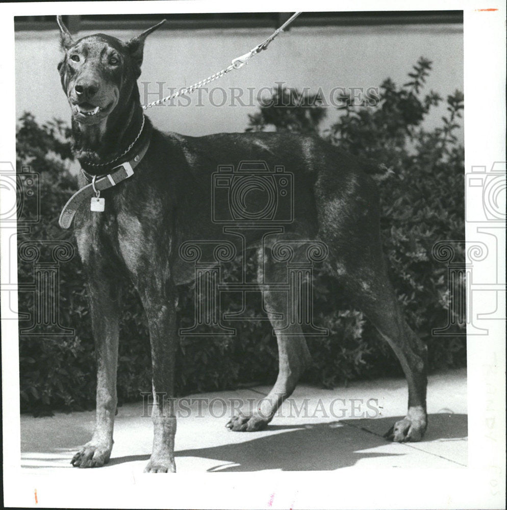 1986 Press Photo Dog animal good home look Strays friend volunteer organization - Historic Images