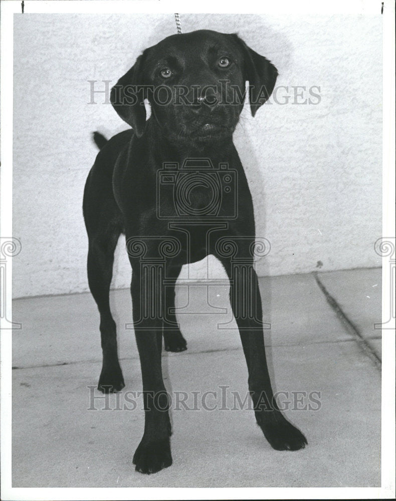 1989 Press Photo Sparkey Very Friendly Black Labrador Mix Found Ulmerton Road - Historic Images