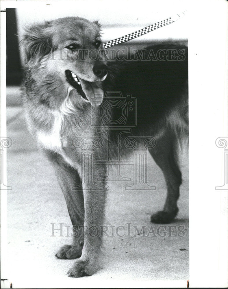 1989 Press Photo Donna terrier mix loving shy dog animals Friends Strays Inc - Historic Images