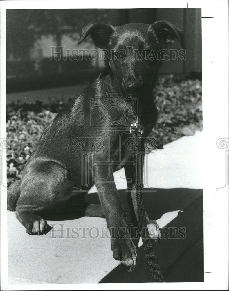 1989 Press Photo Rusty old male terrier mix for adoption at Friends of Strays. - Historic Images