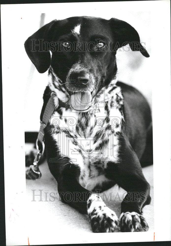 Lab Dalmatian Dog Buy Lab X Dalmation Dalmatian Labrador Puppies For Sale Clearance