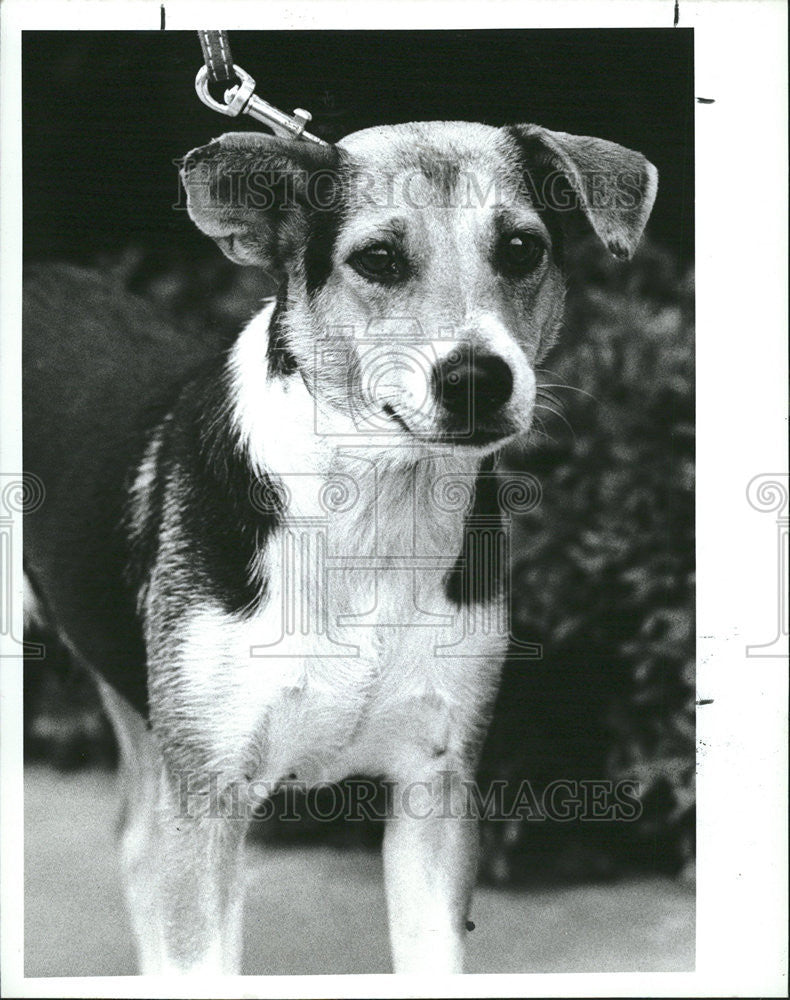 1988 Press Photo Frannie pregnant Pet Week Friends strays - Historic Images