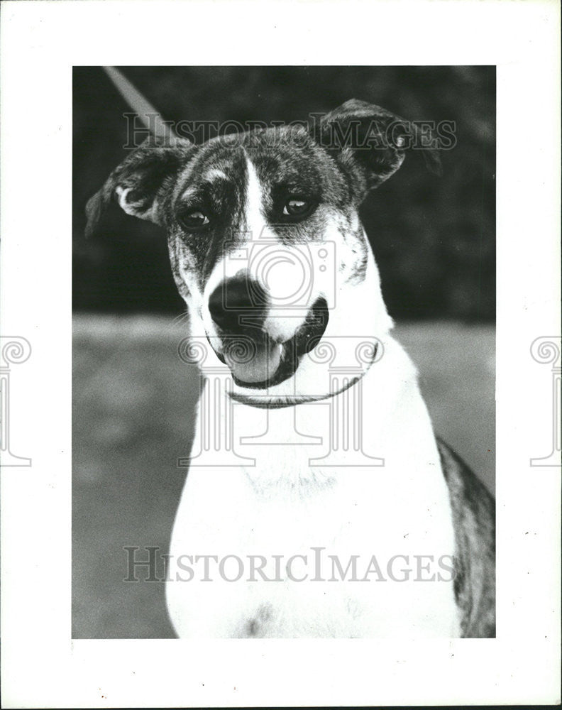 1985 Press Photo Blossom, A Hound-Terrier Mix - Historic Images