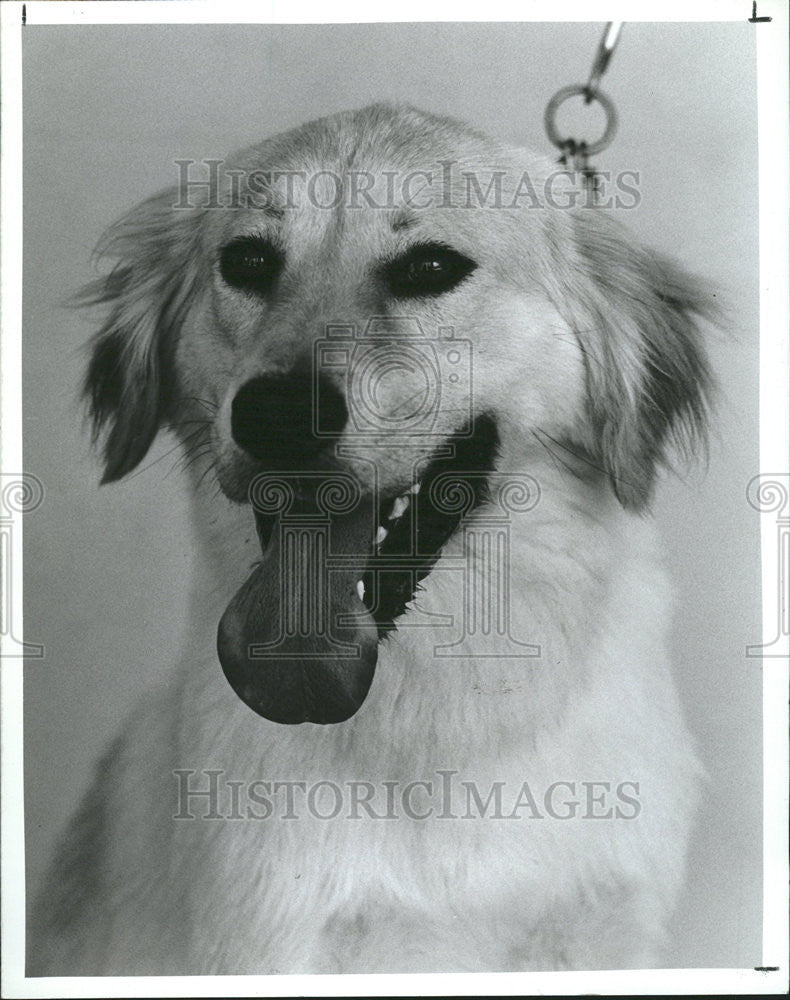 1989 Press Photo Yellow Labrador Max fence yard shot home adopt Strays friend - Historic Images