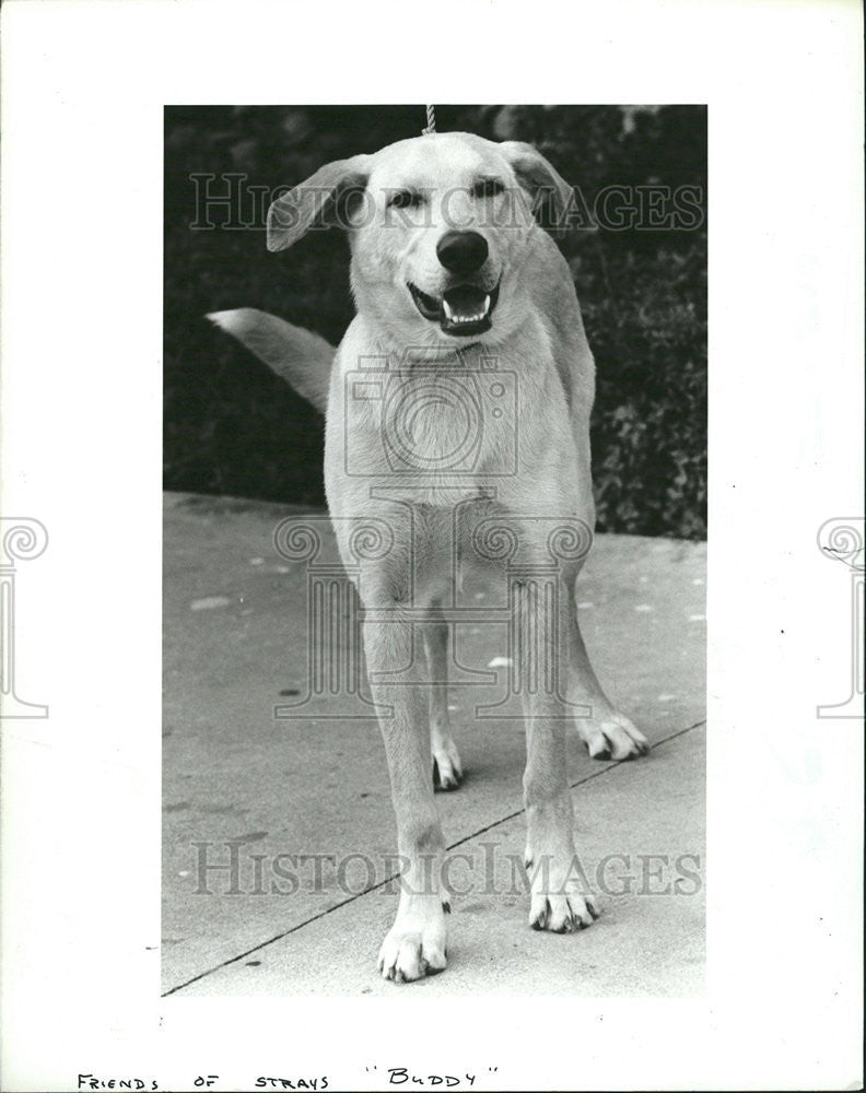 1985 Press Photo Golden Labrador Mix Friends Stray Dog Adoption Organization - Historic Images