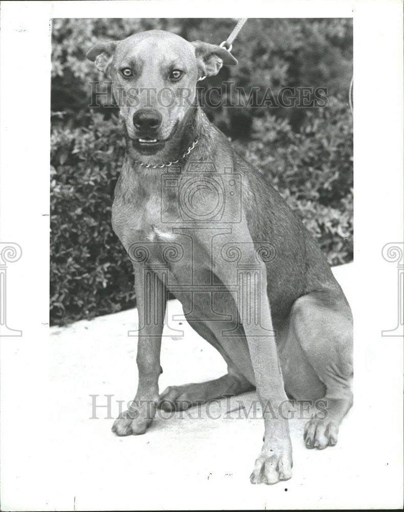 1985 Press Photo Lucy Housebroken Shot Spay Home Fence Yard Children Old - Historic Images