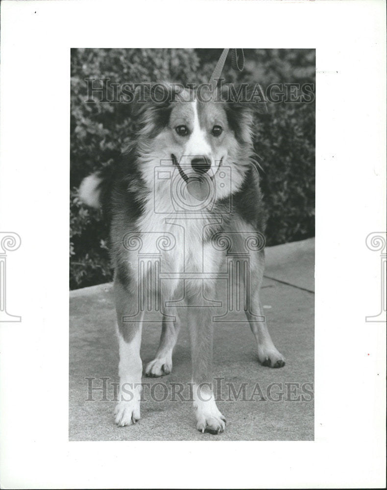 1985 Press Photo Luke Affectionate Male Shletie Collie Mix Friends Of Strays - Historic Images