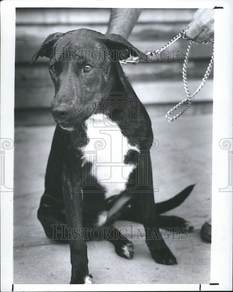 1984 Press Photo Brenda, The Dog, Is 2 Years Old And Very Good With Children - Historic Images