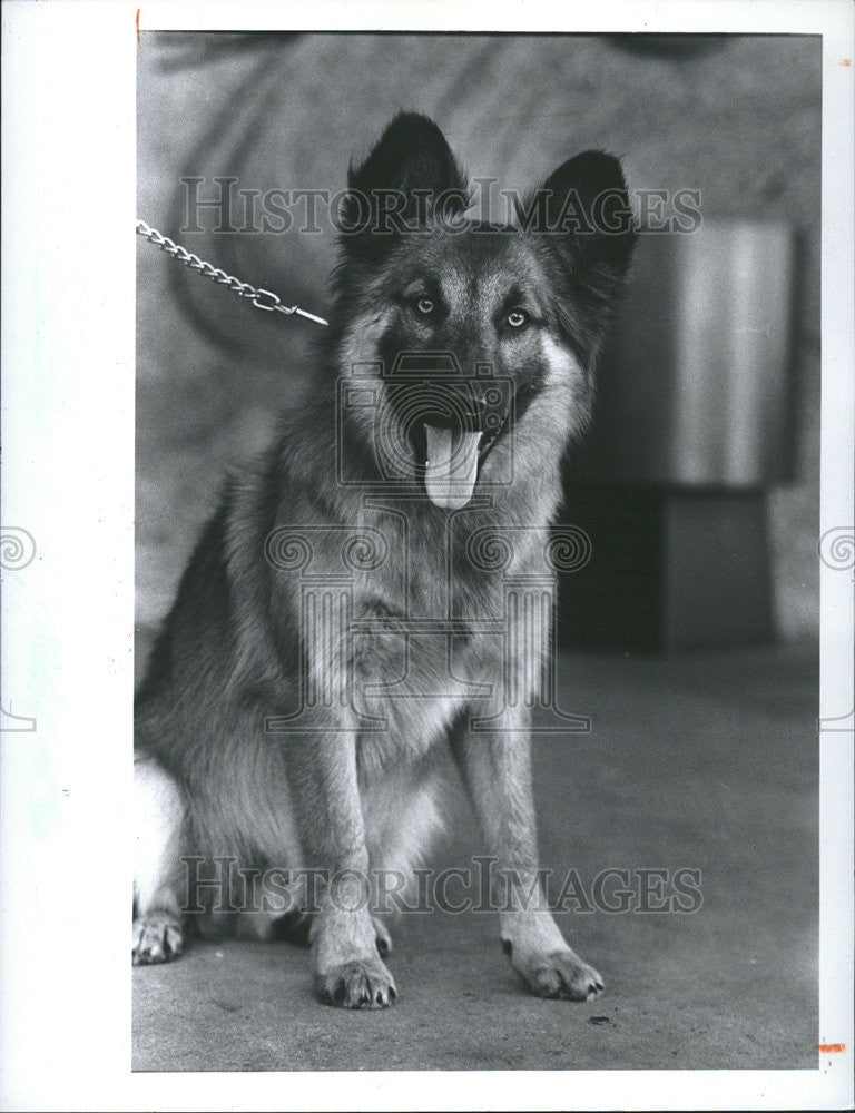1984 Press Photo Charlie Shepherd Mix Friends Of Strays - Historic Images
