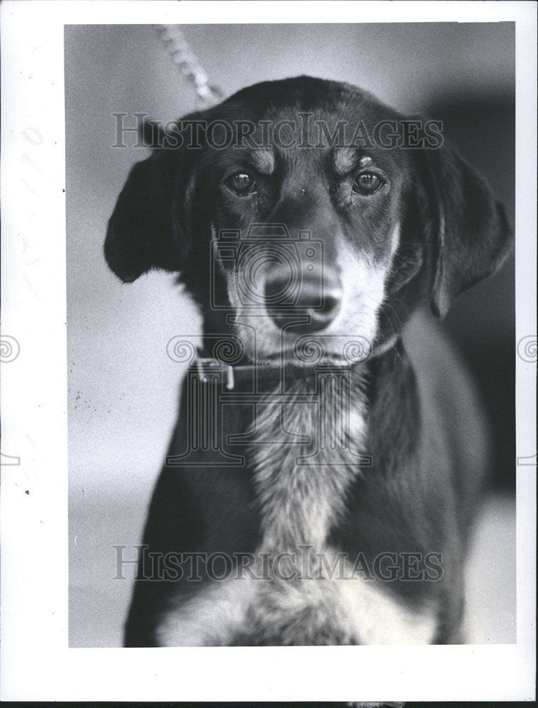 1984 Press Photo Chester house broken Neutering Dog Pat Maurice Rivenbark Black - Historic Images