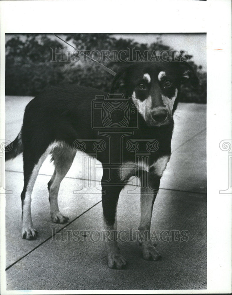 1984 Press Photo Samantha friends Strays pet home housebroken children - Historic Images