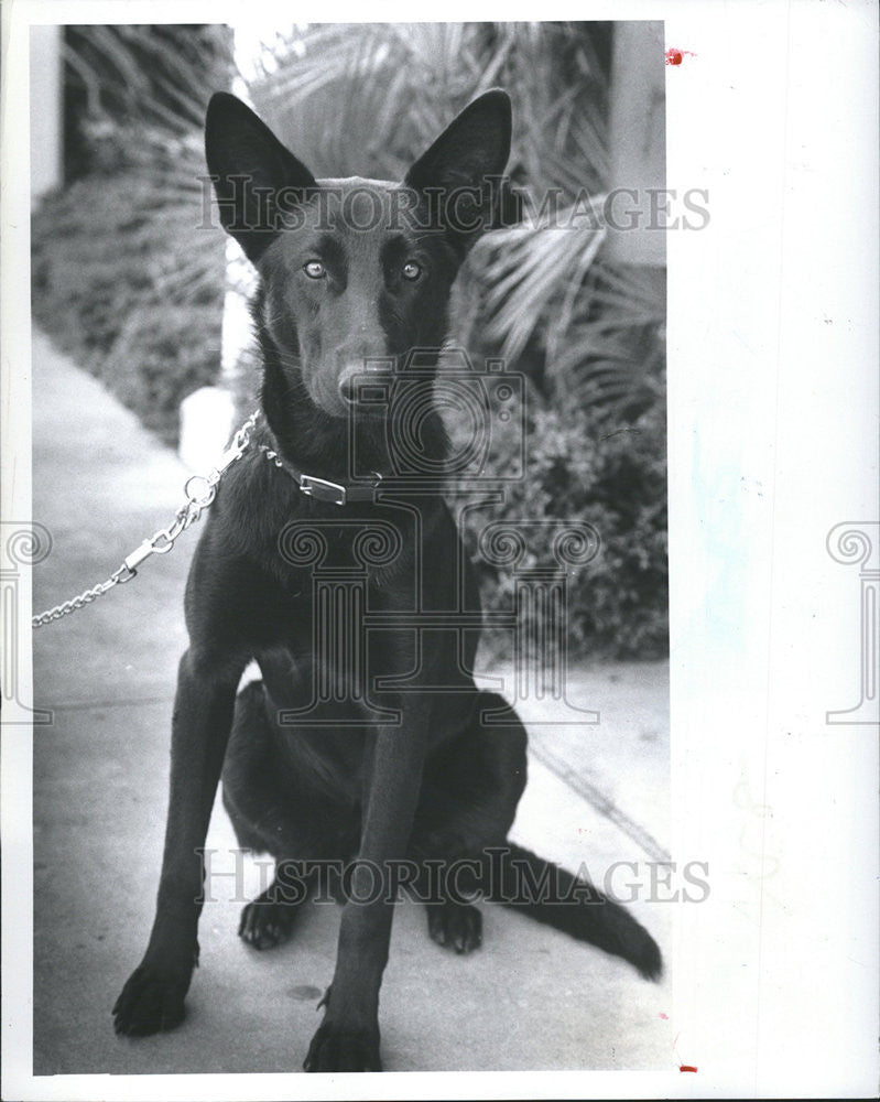1984 Press Photo Beau affectionate watchdog need home high fence adopt strays - Historic Images