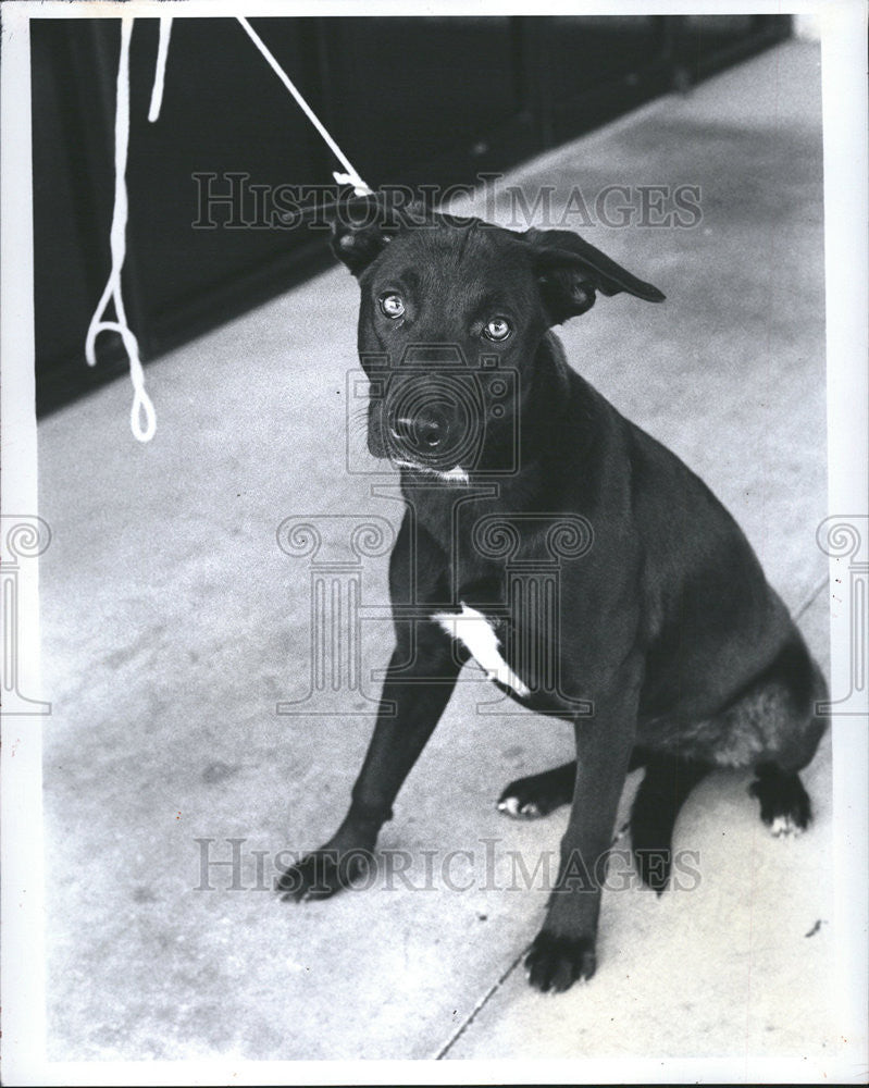 1984 Press Photo Friends Stray Dog Adoption Organization - Historic Images