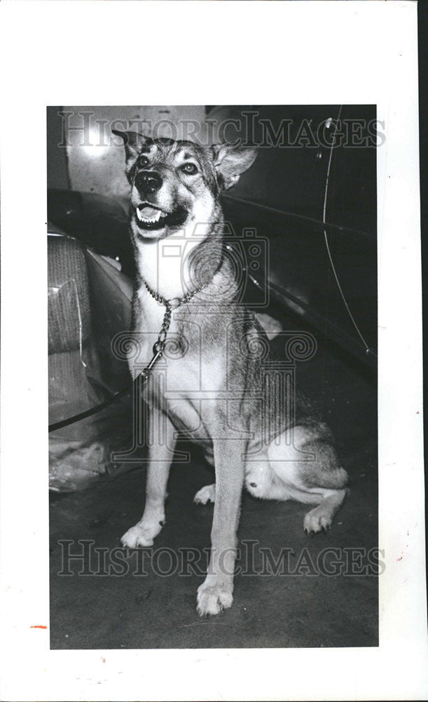1984 Press Photo An Affectionate Shepherd-Mix Dog Up For Adoption - Historic Images