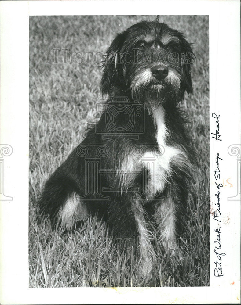 1984 Press Photo Terrier Friends Of Strays - Historic Images