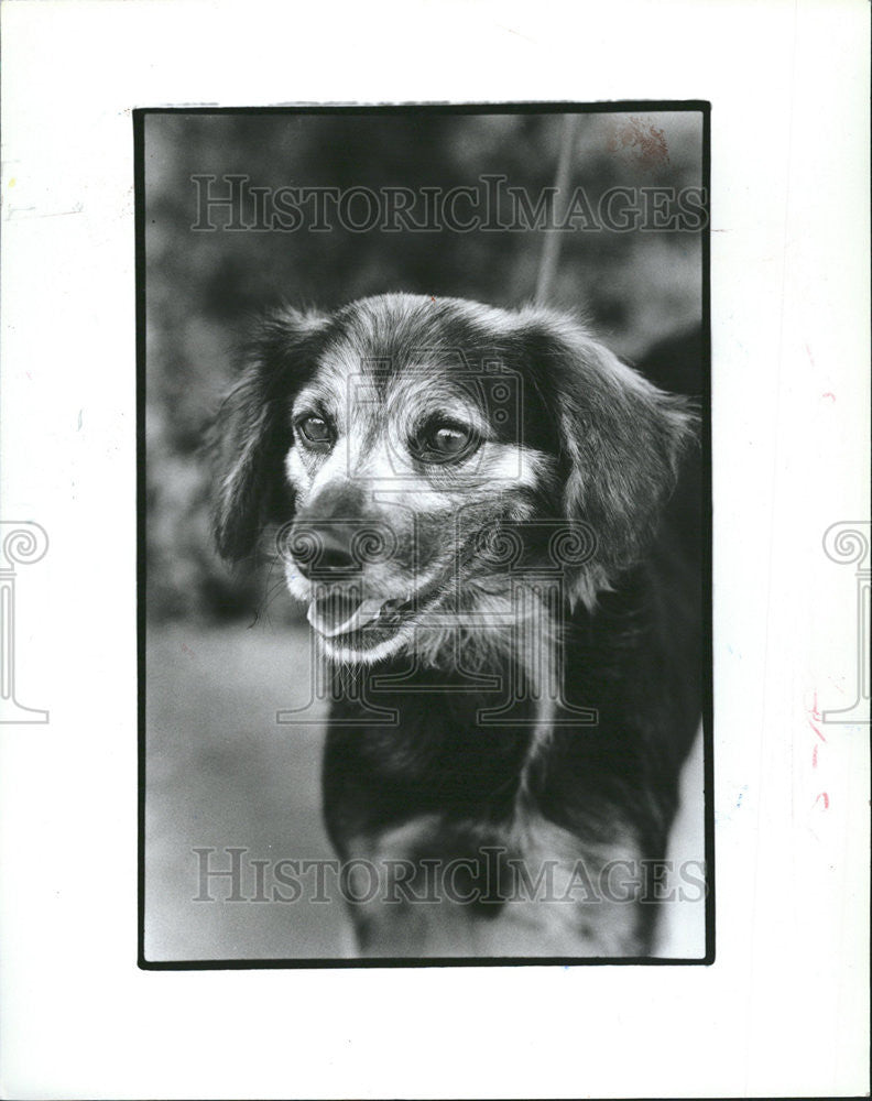 1984 Press Photo Shelley Pup Sonny Constitute Dog Family Look Human Family - Historic Images