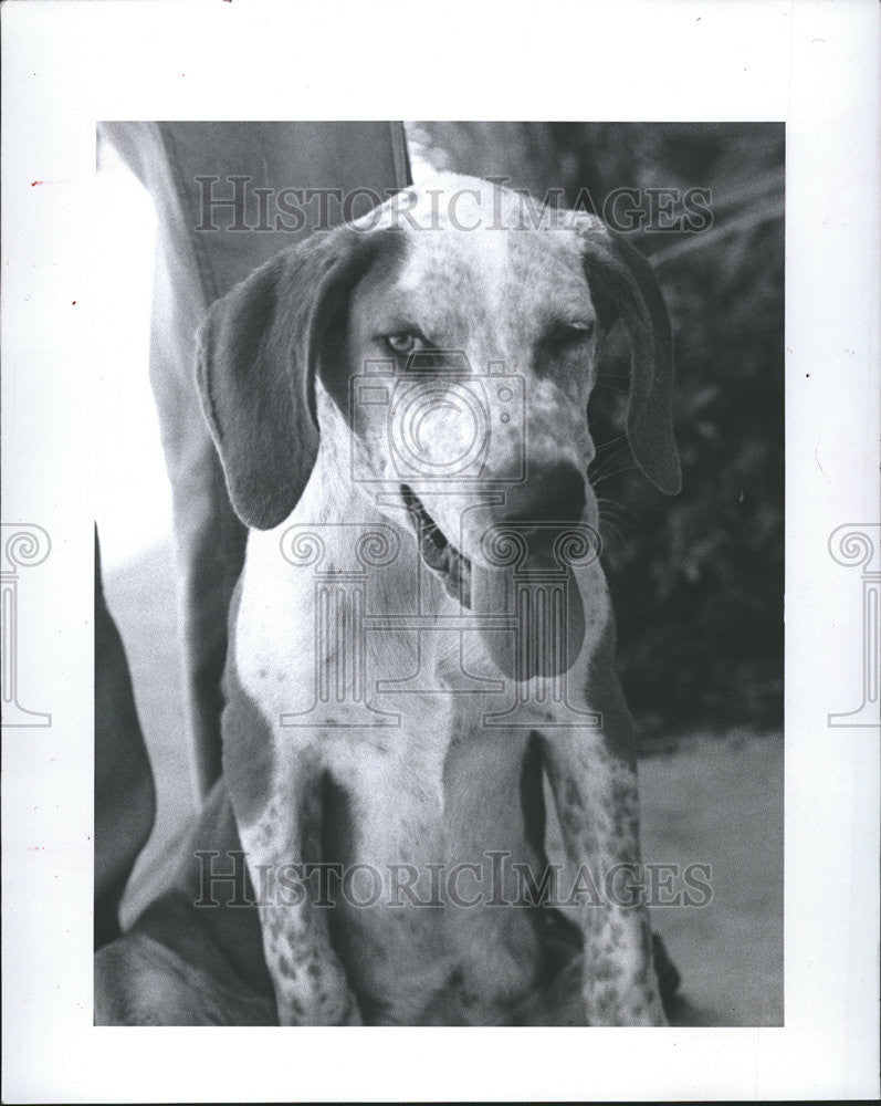 1984 Press Photo Mixed Breed Hound Friends Stray Dog Adoption Organization - Historic Images