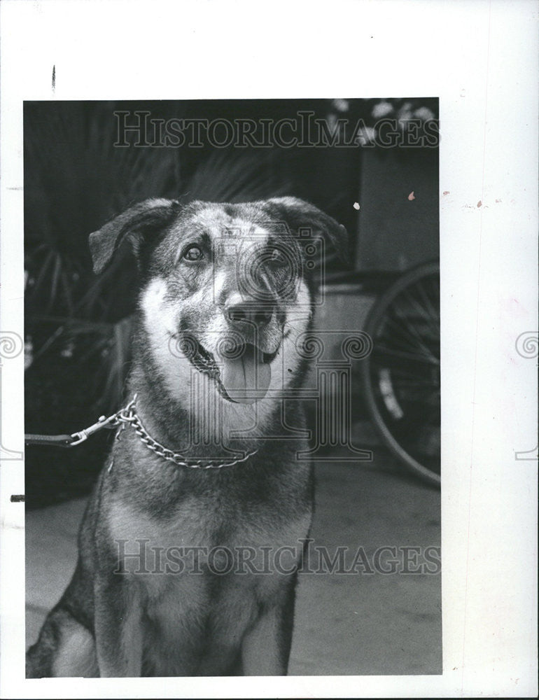 1984 Press Photo Sport housebroken mannered gentle good Strays Friends shots - Historic Images