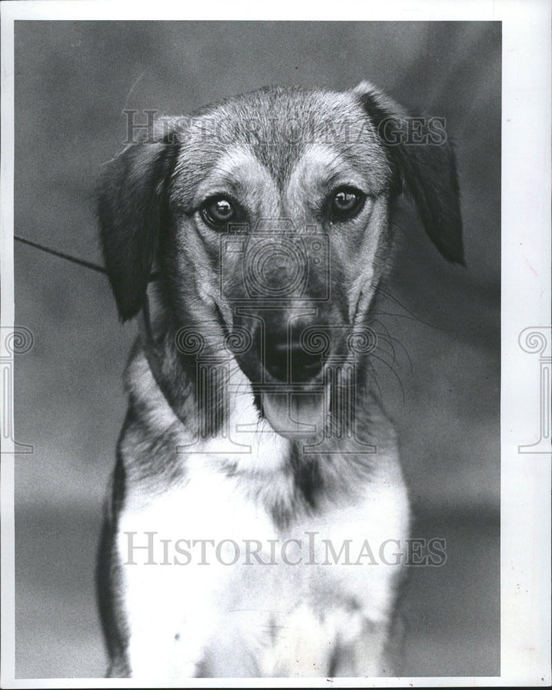 1984 Press Photo Daisy heritage Smitten Friends Strays Home - Historic Images