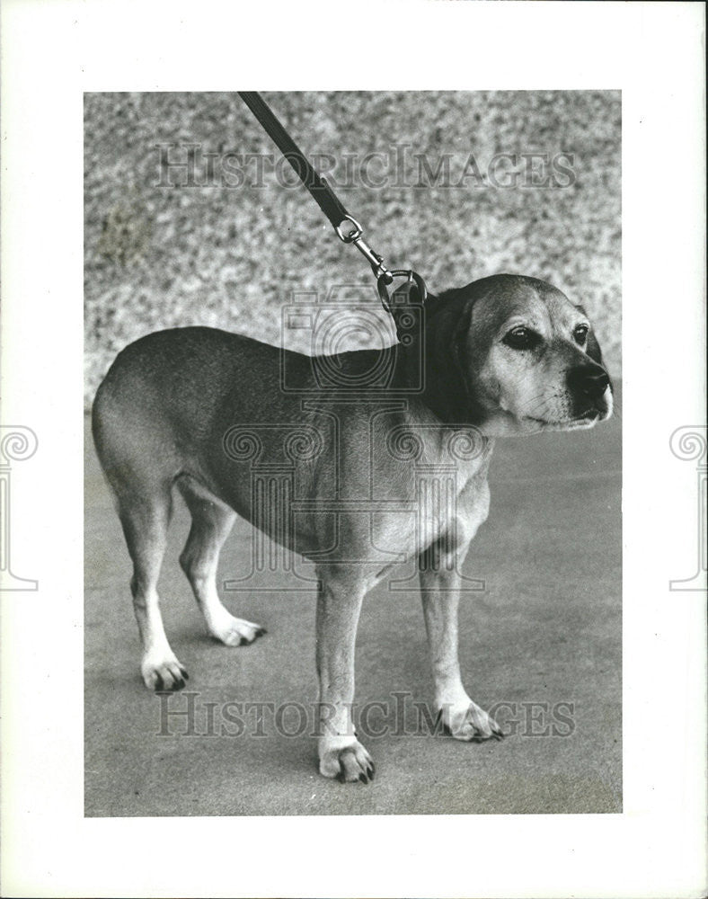 1984 Press Photo Friends Strays Dog Adoption Organization - Historic Images