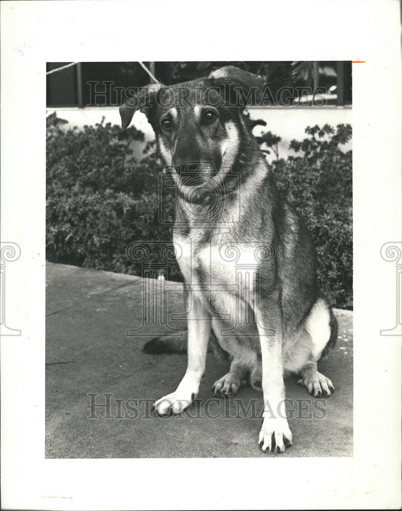 1984 Press Photo Sport Dog Friends Of Strays - Historic Images