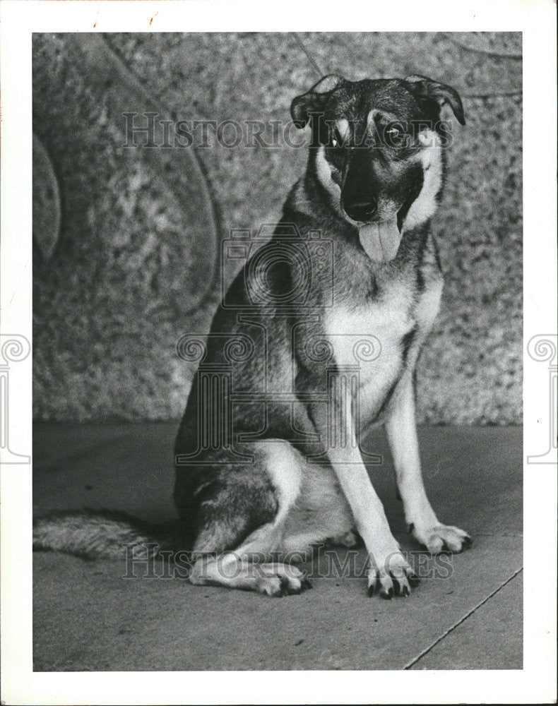 1984 Press Photo Children Sport black male dog gentle home fence Strays - Historic Images