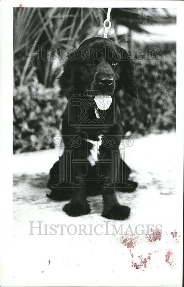1984 Press Photo Cocker Spaniel Friends Strays Dog Adoption Organization - Historic Images